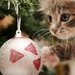 christmas-kitten_1685627427