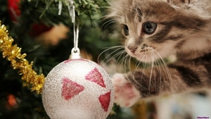christmas-kitten_1685627427