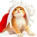 cute-santa-cat-1_351992118