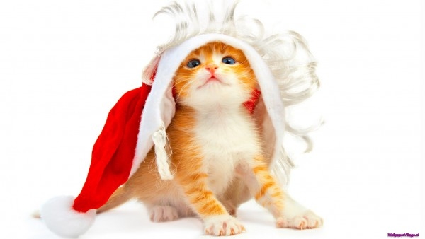 cute-santa-cat-1_351992118