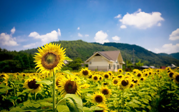 foto-van-een-veld-vol-mooie-zonnebloemen-en-een-huis-op-de-achter