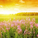 zomer-wallpaper-ondergaande-zon-bloemen-gras-foto-ondergaande-zon