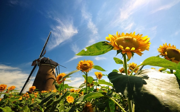 zonnebloemen-en-molen-hd-zomer-achtergrond