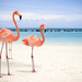 vogels-achtergrond-twee-roze-flamingos-op-het-strand-bij-de-zee-h