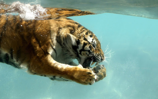 foto-van-een-onderwater-zwemmende-tijger-hd-dieren-achtergronden