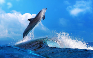 mooie-dolfijn-achtergrond-met-een-dolfijn-die-uit-het-water-sprin