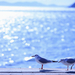 vogel-achtergrond-met-twee-meeuwen-bij-de-zee
