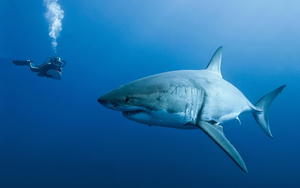 wallpaper-van-een-duiker-onderwater-met-een-gevaarlijke-haai