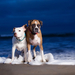 wallpaper-van-twee-honden-in-de-branding-van-de-zee