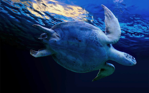 achtergrond-foto-van-een-schildpad-onderwater