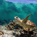 foto-van-een-schildpad-in-helder-water-hd-schildpadden-wallpaper