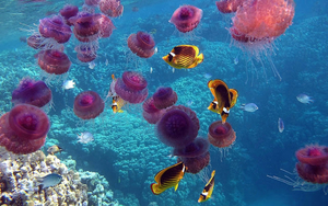 hd-onderwater-achtergrond-met-roze-kwallen-en-gele-vissen-in-held