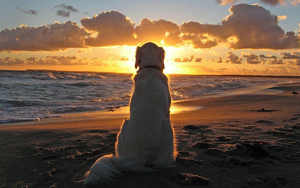 hond-kijkt-naar-zonsondergang-op-het-strand-bij-de-zee-hd-honden-