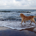 mooie-foto-van-een-hond-op-het-strand-bij-de-zee-hd-honden-achter