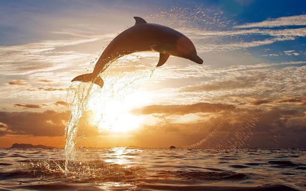 mooie-wallpaper-van-een-uit-het-water-springende-dolfijn