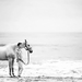 zwart-wit-foto-van-een-vrouw-met-een-paard-op-het-strand