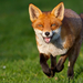 animal-wallpaper-with-a-beautiful-red-fox-running-on-grass