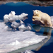 background-of-a-polar-bear-on-the-ice-hd-animals-wallpapers