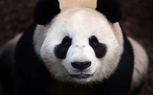 beautiful-close-up-photo-of-a-panda-bear
