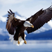 beautiful-eagle-with-spreading-wings-hd-eagle-wallpaper-animal