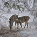 beautiful-wallpaper-with-two-deers-at-wintertime-and-it-is-snowin