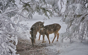beautiful-wallpaper-with-two-deers-at-wintertime-and-it-is-snowin