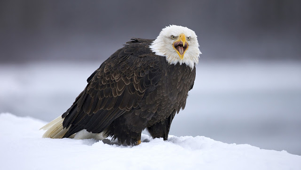 big-eagle-standing-in-the-snow-hd-animal-wallpaper-eagles