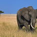 big-elephant-in-the-wild-hd-animal-wallpaper-elephants