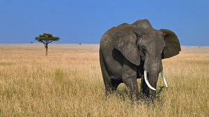 big-elephant-in-the-wild-hd-animal-wallpaper-elephants