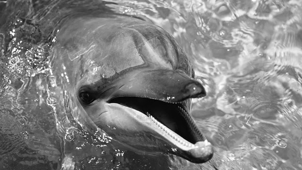 black-and-white-photo-with-a-dolphin-hd-animals-wallpapers