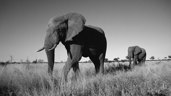 black-and-white-photo-with-elephants-hd-animals-wallpapers