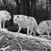 black-and-white-wallpaper-with-three-wolves-on-a-rocky-surface-hd