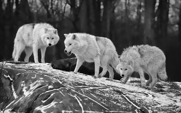 black-and-white-wallpaper-with-three-wolves-on-a-rocky-surface-hd