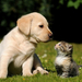 cat-and-dog-on-the-grass-wallpaper