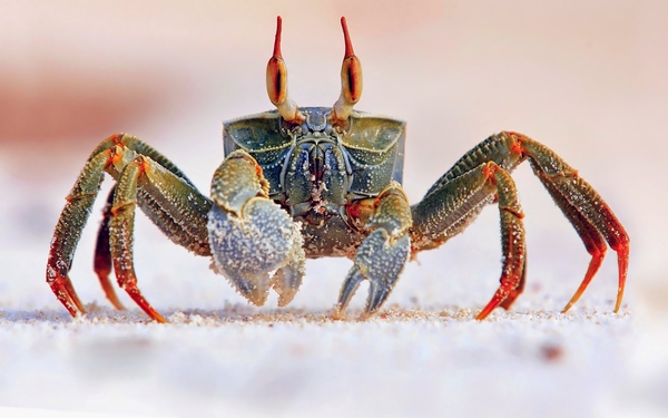 close-up-photo-of-a-big-crab-hd-crab-wallpaper