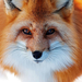 close-up-photo-of-a-red-fox-in-the-snow-hd-animals-wallpapers