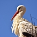 stork-2215497_960_720