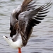 wild-goose-2260866_960_720