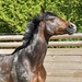 horse-2218691_960_720