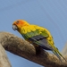 parrot-2240365_960_720