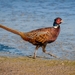 pheasant-2246772_960_720