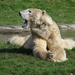 polar-bear-2239703_960_720