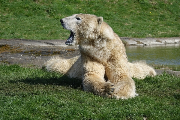 polar-bear-2239703_960_720