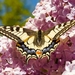 swallowtail-2256854_960_720
