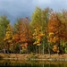 autumn-forest-2254533_960_720