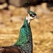 peacock-2185045_960_720