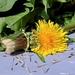 dandelion-2228531_960_720