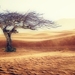 desert-2227962_960_720