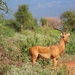 gazelle-2242886_960_720