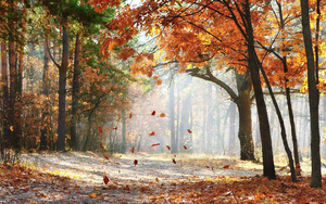 achtergrond-herfst-wallpaper-bladeren-vallen-van-boom